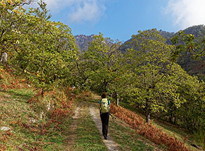 Traversando un castagneto verso il Vallone del Faggeto.
