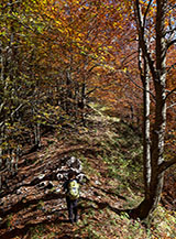 Nella faggeta in Alto Vallone del Faggeto.