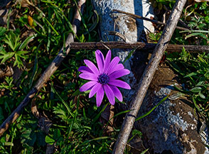 Un&rsquo;Anemone fior di stella (Anemone hortensis) sfoggia la sua livrea pi&ugrave; accesa (Monte Feuci).