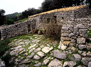 Scorcio di una mannera ben conservata alle Chianare (Monte Maio).
