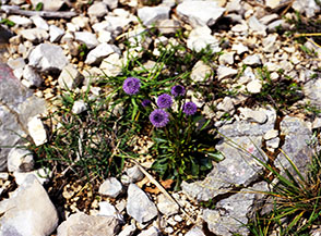 Fiori di Vedovella dei prati (Globularia bisnagarica L.) su Monte Feuci.