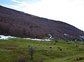 Cavalli al pascolo sui prati di Pian della Croce.