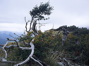 Composizione di natura morta ...e non solo, sulla cresta di Prato Maiuri.
