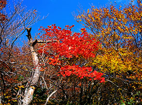Le foglie dell&rsquo;acero italico o opalo si accendono di rosso al sopraggiungere dell&rsquo;Autunno.