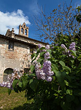 Fiori di Lill&agrave; (Borgo Zampani).