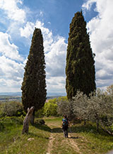 I due grandi cipressi all&rsquo;ingresso di Borgo Zampani.