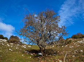 &ldquo;Solitario&ldquo; (ingresso nella Valle Tassineto sotto la cima del Pizzuto).
