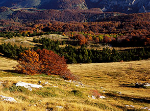I boschi alle pendici della Cresta Nord di Monte Meta (lato Malepasso).