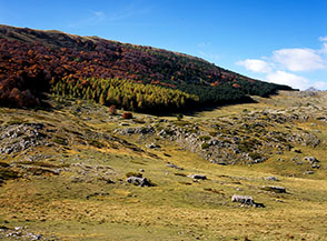 Un bellissimo boschetto di larici si fa notare, pi&ugrave; facilmente in Autunno, ai piedi di Monte Capo di Serre.