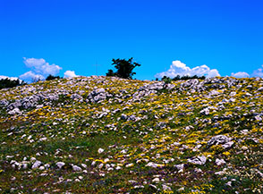 La cima in fiore di Monte Midia.