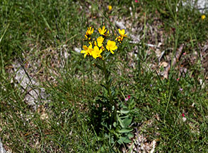 Lino a campanelle (Linum campanulatum) in fiore a Serra Campo dell&rsquo;Acero.