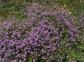 Uno splendido cuscino fiorito di Serpillo o Timo selvatico al Valico di Sprecavitelli.