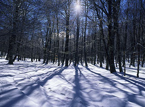 Il bellissimo bosco di faggi che separa il pianoro di Macchialunga da quello di Campolungo.