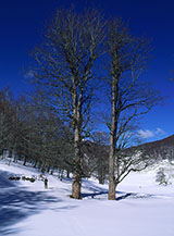 I &ldquo;due corrazzieri&rdquo; (nei pressi del Rifugio di Fonte dei Frati).