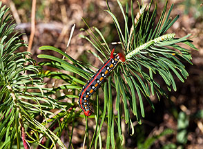 Il magnifico bruco della Sfinge dell&rsquo;Euforbia sul ramoscello di un Euforbia cipressina (Prato Selva).