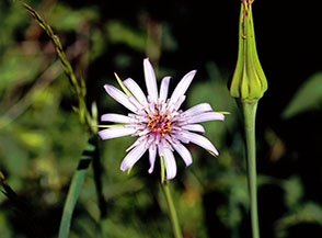 Barba di becco violetta (Tragopogon porrifolius L.) in fiore presso Prata Pantano.
