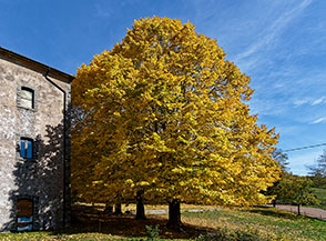 Tigli in veste autunnale al Podere del Cornacchino.