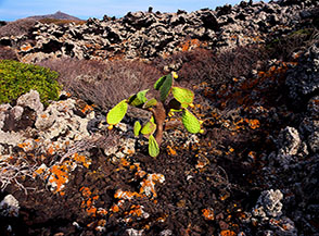 Fico d&rsquo;india in un giardino di lava lungo la costa linosana.