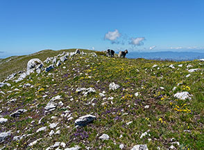 Colle della Fungara in fiore.