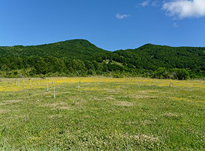 Per prati fioriti verso Valle Incoronata.