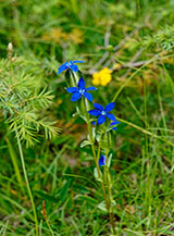 Fiori di Genziana alata (Gentiana utriculosa) a Casale Donati.