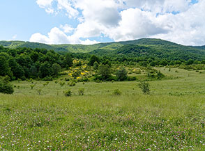 La vasta radura di Pozzo.