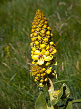&ldquo;Primo fiore&ldquo; (Verbasco a foglie lunghe alle pendici della Cresta Sud-Est dell&rsquo;Orsello).