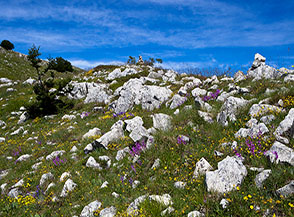 La Cresta Sud-Est di Monte Orsello si colora di fiori.