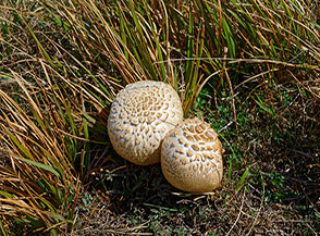 Una bella coppia di Vescia cesellata (Lycoperdon utriforme, Serra del Feudo).