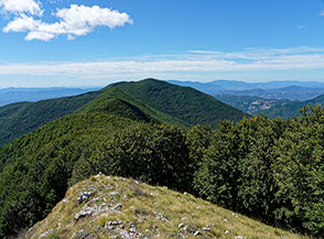 Appena usciti dal bosco sulla cresta di Costa Comune vista verso il Monte Pedicinetto (al centro sullo sfondo).