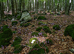 Un tappeto di ciclamini colora di rosa il sottobosco (Vallone dell&rsquo;Acquaro).