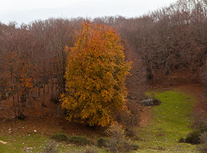 Ultimo faggio d&rsquo;autunno vestito in localit&agrave; Acquaro del Fungo.