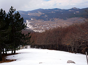 La Cresta Nord-Ovest del Monte Calvo: faggi da un lato, pini dall&rsquo;altro.