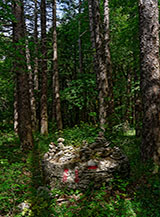 Tra luci e ombre nel bosco (Sorgente del Carpino).