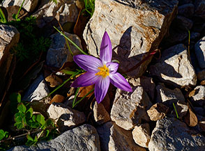 Inaspettata fioritura gennaiola di uno Zafferano maggiore o pi&ugrave; semplicemente Croco (Crocus vernus L. Hill) in localit&agrave; il Ciavolone.
