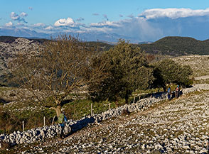 Lunghi muretti a secco segnano confini abbandonati da tempo (Valle Caravigli).