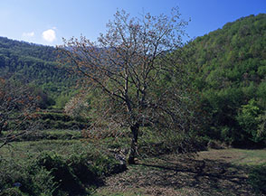 Maestoso noce nella valle sotto Costa Serini.