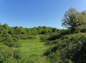 Scorcio dei prati sul pianoro sommitale di Monte Piantangeli.