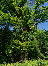 Il Cerro Bello (Quercus cerris L.): un cerro secolare altro 35 metri e con pi&ugrave; di 300 anni di et&agrave;.