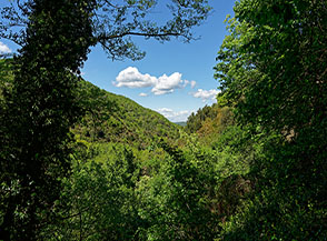 Finestra nel bosco lungo il Fosso di Costa Grande.