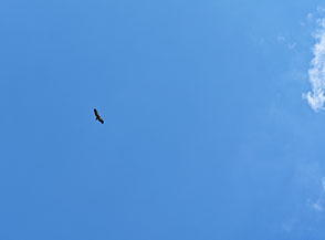 Un grifone volteggia leggiadro nel cielo (Monte Pidocchio).