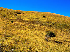 Il sentiero nascosto fra il folto pascolo sale verso la collina de li Merigghi.
