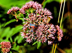 Farfalle sulla fioritura della canapa acquatica.