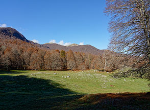 La nostra meta (la Rocca) fa capolino sullo sfondo da una radura ai margini di Campo Rotondo.