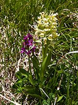 Orchidea sambucina (Dactylorchis sambucina) ripresa a Foce Cardeto.