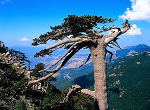 Il possente tronco di un pino loricato sul versante occidentale del Pollino mette in risalto la sua tipica corteccia a placche.