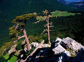 Scorcio della crestina rocciosa che precede la Cresta Sud-Ovest del Pollino, sullo sfondo i prati del Piano e Colle di Gaudolino.