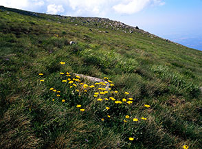 Fiori di Doronico (Doronicum) sui pendii prativi a sud della cima del Monte Pollino.