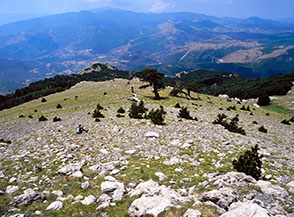 Primi giovani pini loricati lungo la Cresta Sud del Pollino (sotto Serra del Pollinello).