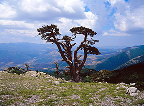 Splendido pino loricato lungo la Cresta Sud del Pollino.